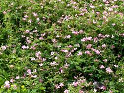 �����Q�\�E�i�@�ؑ��j