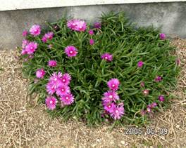 �}�c�o�{�^���i���t���O�j