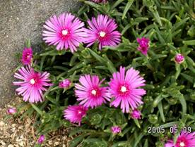 �}�c�o�{�^���i���t���O�j