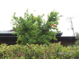 �U�N���i�ΞցE������j