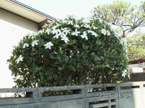 �N�`�i�V�i���q�E�����Ȃ��j