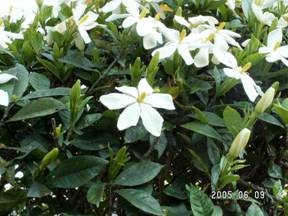 �N�`�i�V�i���q�E�����Ȃ��j