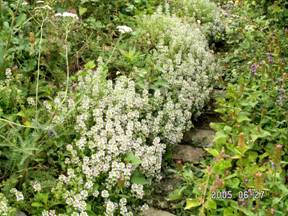 �C�u�L�W���R�E�\�E�i�ɐ��l�����j