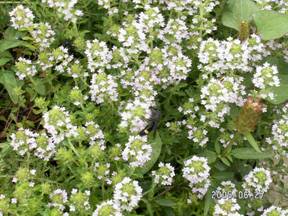 �C�u�L�W���R�E�\�E�i�ɐ��l�����j