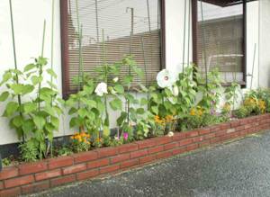 �A�����J�t���E�i�č����u�j