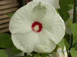 �A�����J�t���E�i�č����u�j