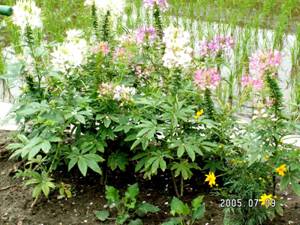 �N���I��