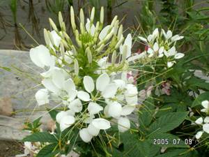 �N���I��