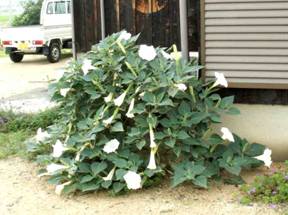 ���E�V���`���E�Z���A�T�K�I�i�m�풩�N����j