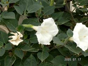 ���E�V���`���E�Z���A�T�K�I�i�m�풩�N����j