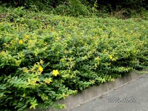 �r���E���i�M�i���e���j