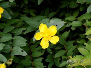 �r���E���i�M�i���e���j