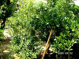 �L���J���i�����j