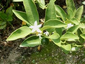 �L���J���i�����j