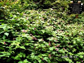 �c���t�l�\�E�i�ޑD���j