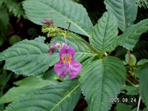 �c���t�l�\�E�i�ޑD���j