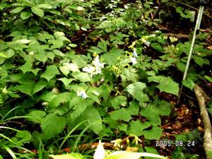 �c���K�l�j���W���i�ނ���l�Q�j