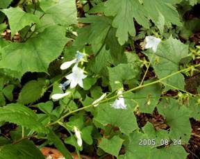 �c���K�l�j���W���i�ނ���l�Q�j