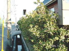 �q�C���M���N�Z�C�i�A�؍ҁj