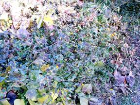 �Z���_���O�T�i��h���j