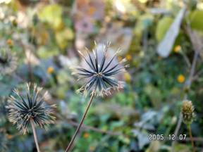 �Z���_���O�T�i��h���j