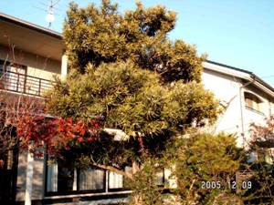 �C�k�}�L�i��ꠁj