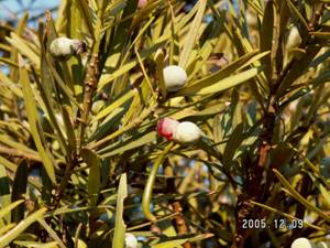 �C�k�}�L�i��ꠁj