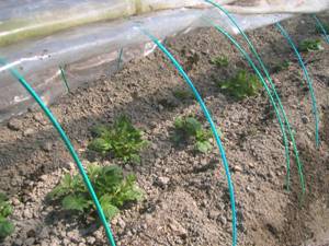 �t�W���K�C���u�L�^�A�J���v�̔���