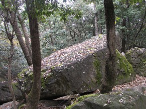 ���Α����猩�������