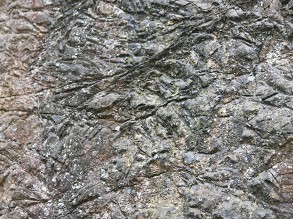 ���S���̕����̂悤�Ȗ͗l