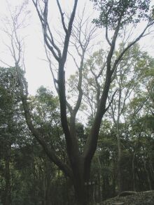 �g���N�S�e