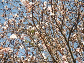 �����̉�