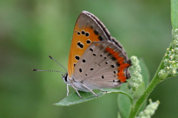 ２１ ベニシジミ