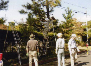 曹源寺松並木の剪定作業(H21.10) 曹源寺松並木の剪定作業(H21.10)