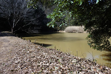 正覚谷池 正覚谷池