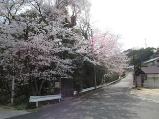 8区の桜並木 8区の桜並木