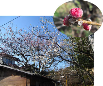白梅・紅梅 白梅・紅梅