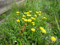 タンポポ タンポポ