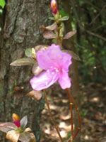 コバノミツバツツジ コバノミツバツツジ