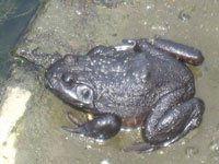 ウシガエル ウシガエル