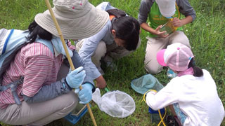 河川敷で昆虫採集(1) 河川敷で昆虫採集(1)