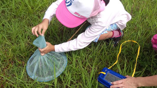 河川敷で昆虫採集(2) 河川敷で昆虫採集(2)
