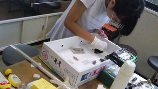 標本づくり 標本づくり