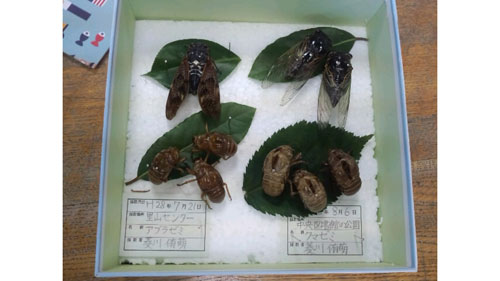 完成した作品(1) 完成した作品(1)