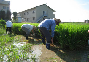 青田刈り(1) 青田刈り(1)