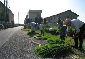 青田刈り(2) 青田刈り(2)