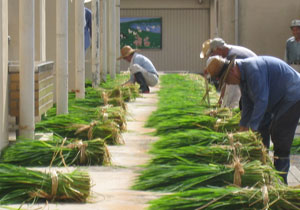 天日干し(1) 天日干し(1)