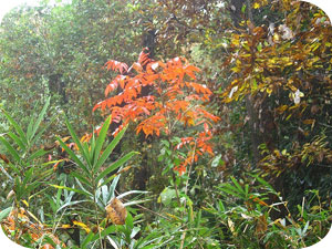 紅葉したハデ 紅葉したハデ