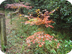 紅葉したモミジ 紅葉したモミジ