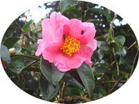 道沿いに咲いた椿 道沿いに咲いた椿